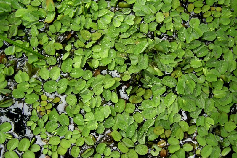 Giant Salvinia