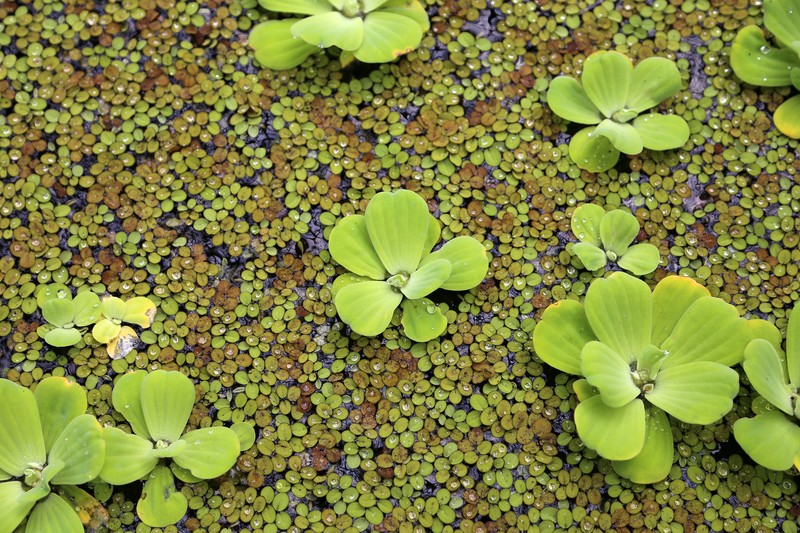 Water Spangles photo 2