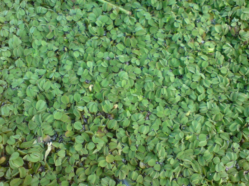 Water Spangles photo 3