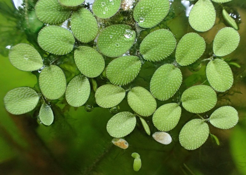 Water Spangles photo 4