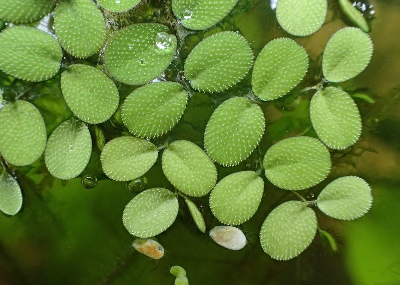 Water Spangles photo 5
