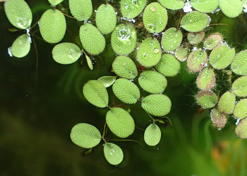Water Spangles photo 6