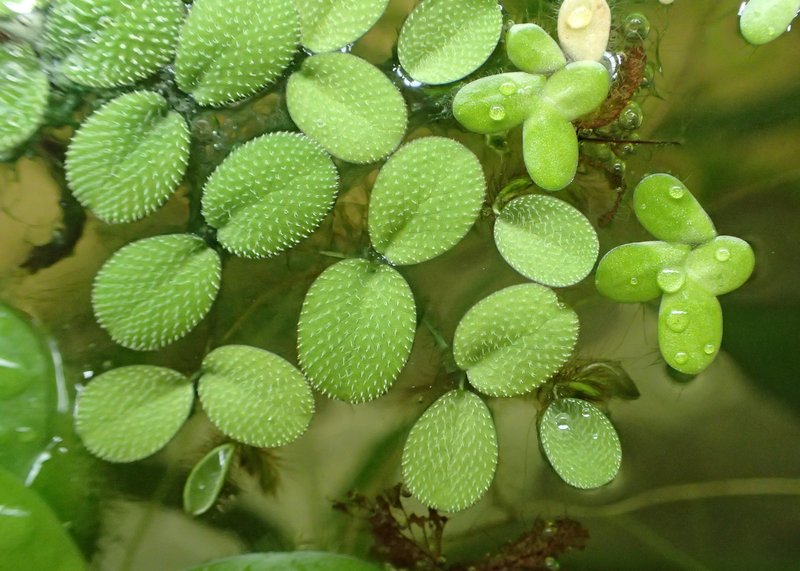 Water Spangles photo 7