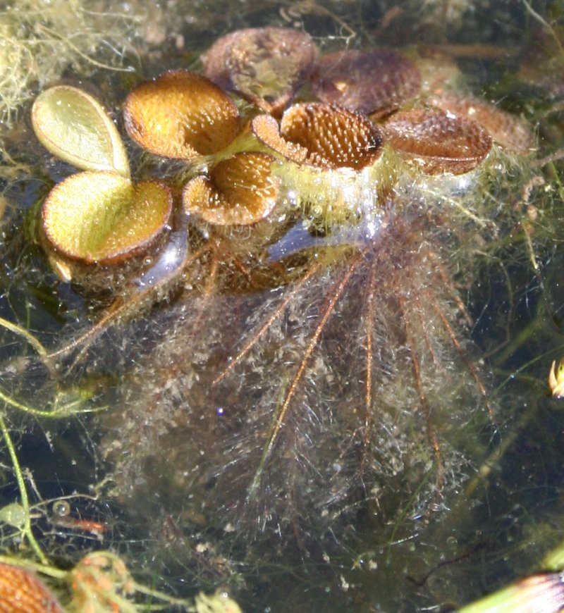 Water Spangles photo 8