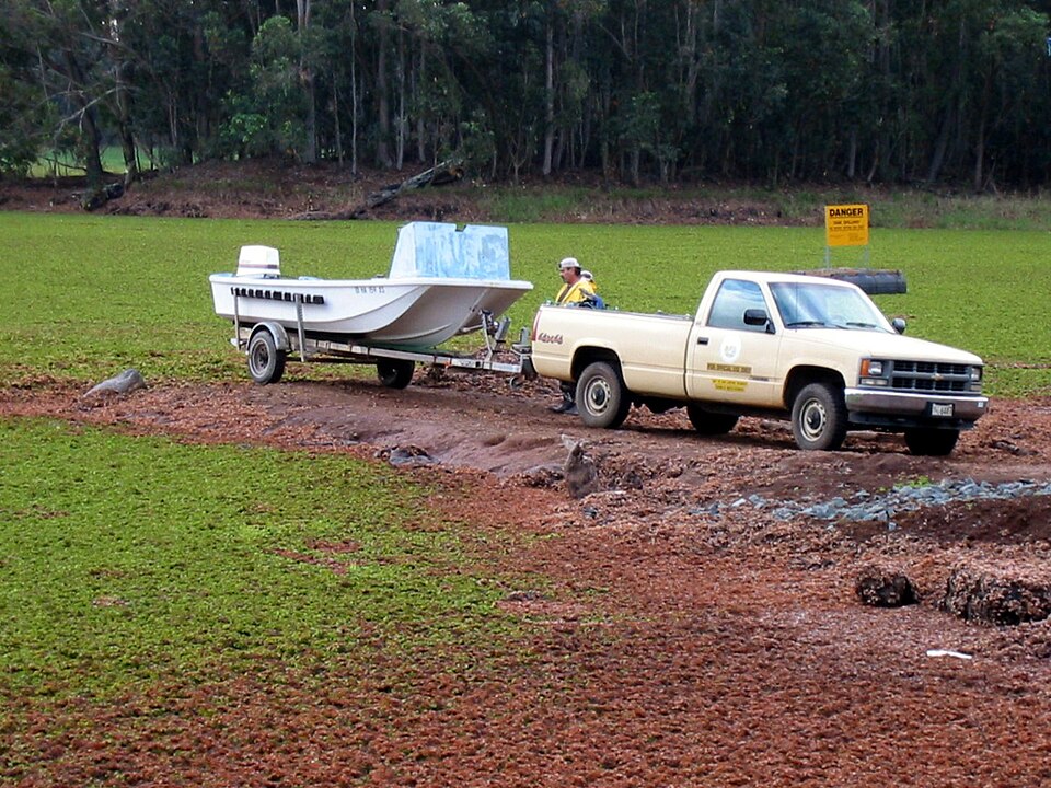 Kariba-Weed photo 4