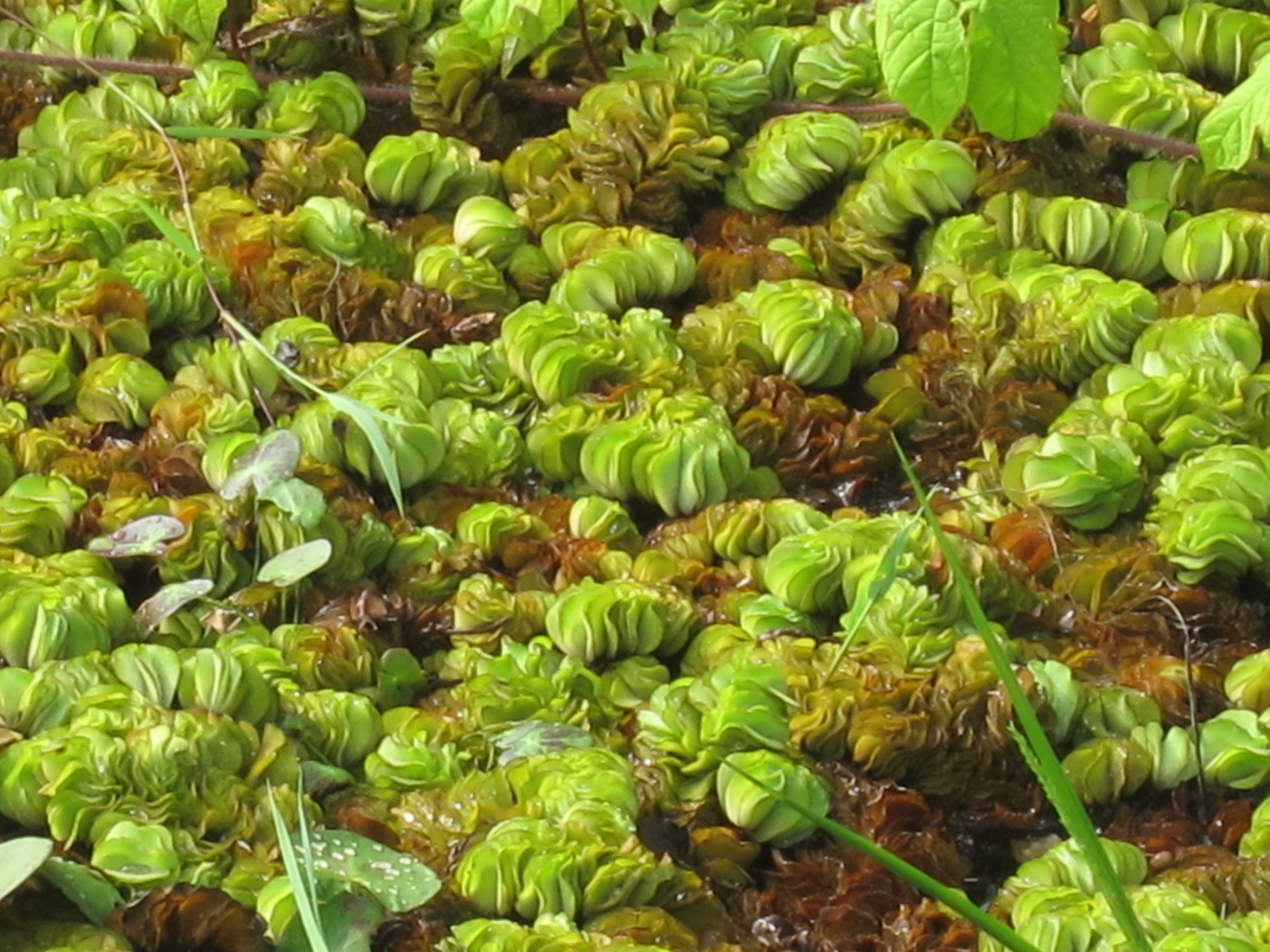 Kariba-Weed photo 5