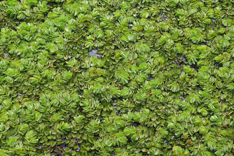 Kariba-Weed photo 2