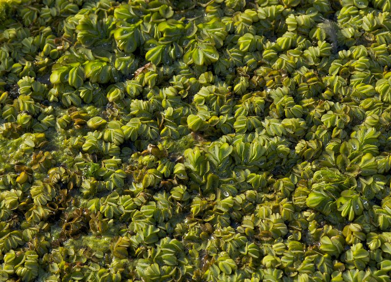 Kariba-Weed photo 6