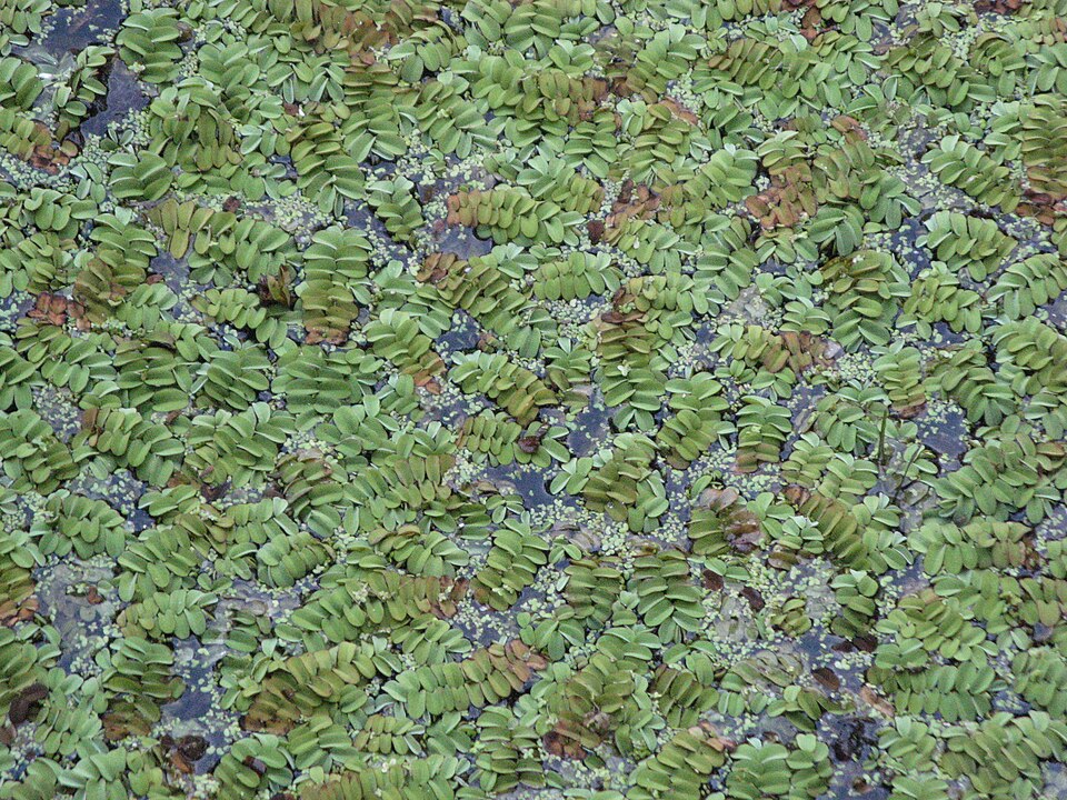 Floating Watermoss photo 2