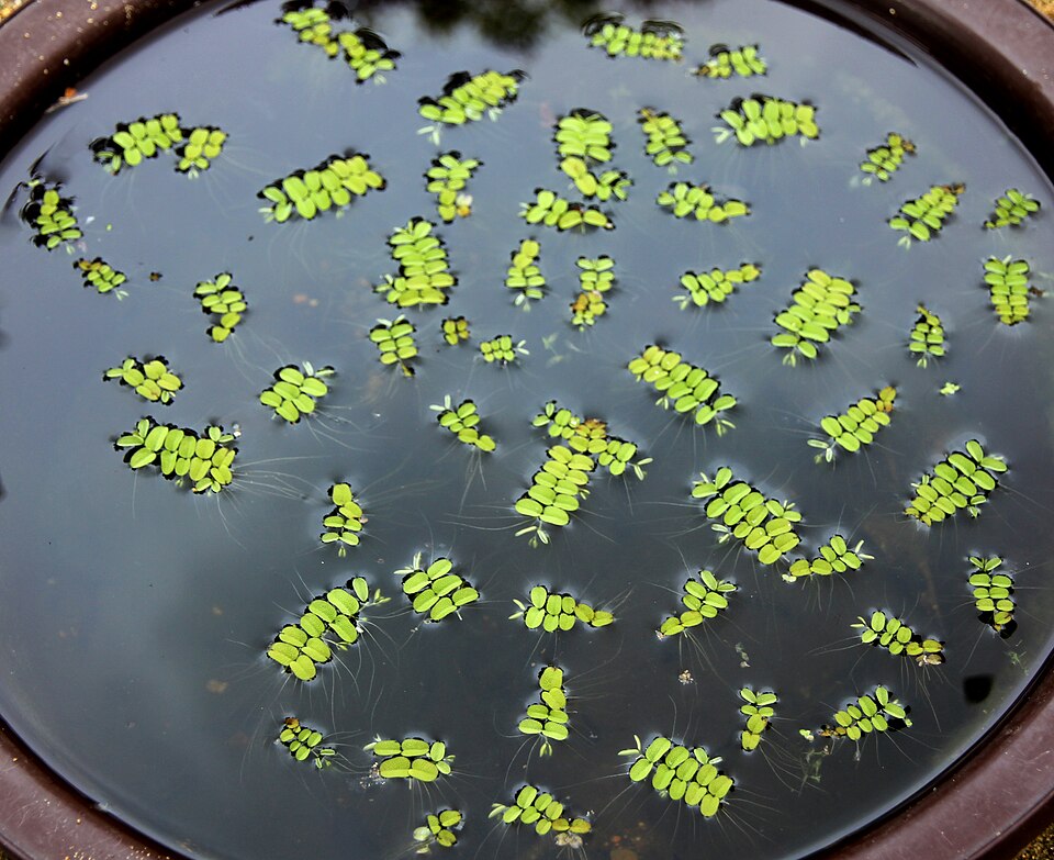 Floating Watermoss photo 3
