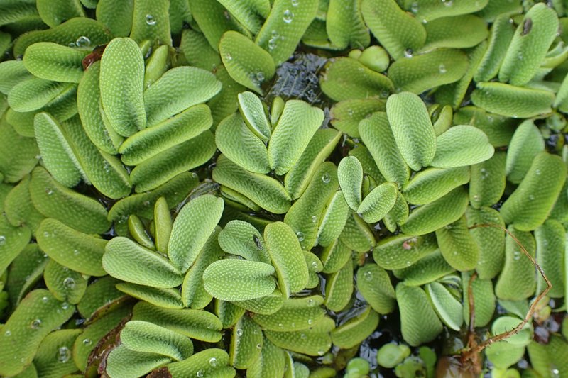 Floating Watermoss photo 4