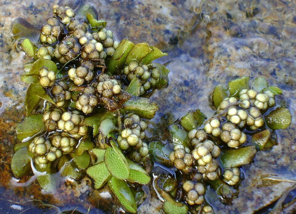 Floating Watermoss photo 5