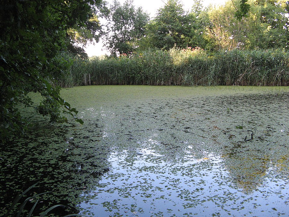 Floating Watermoss photo 6