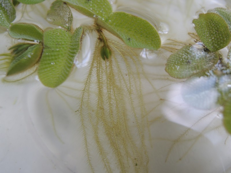 Floating Watermoss photo 7