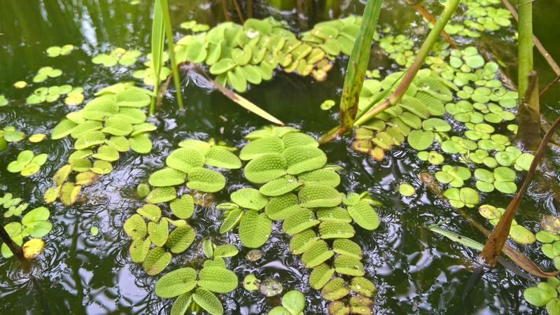 Floating Watermoss photo 8