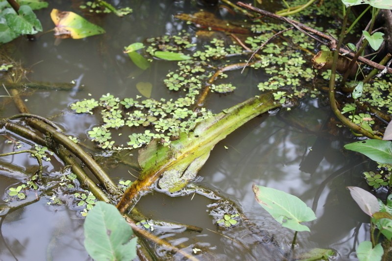 Salvinia nymphellula