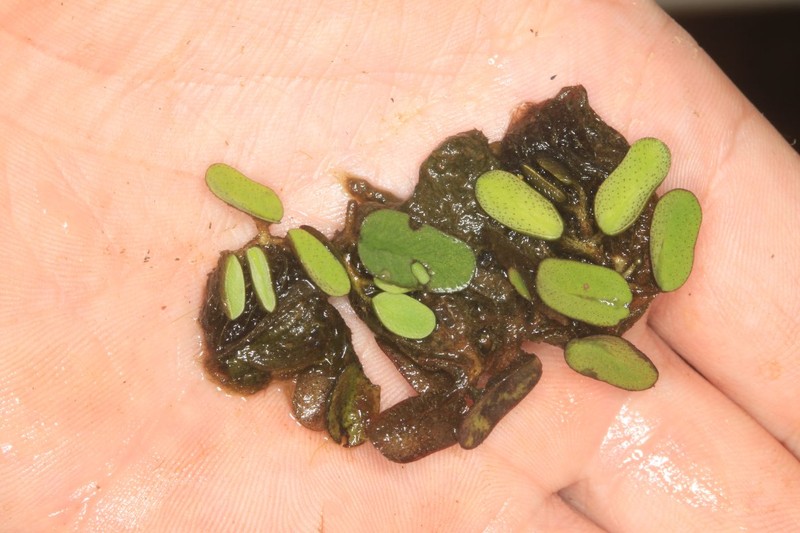 Salvinia nymphellula photo 2