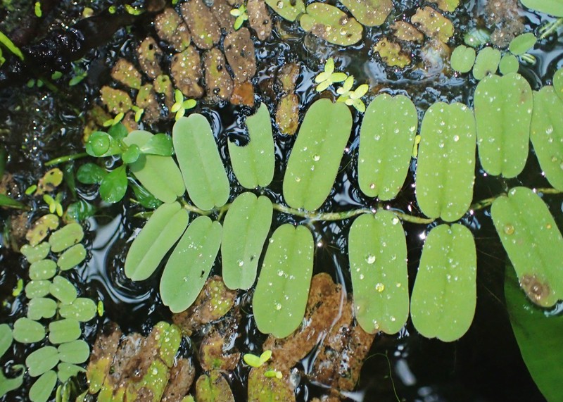 Oblong Salvinia photo 5