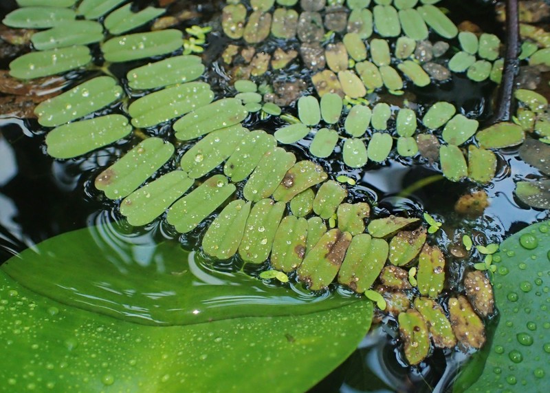 Oblong Salvinia photo 6