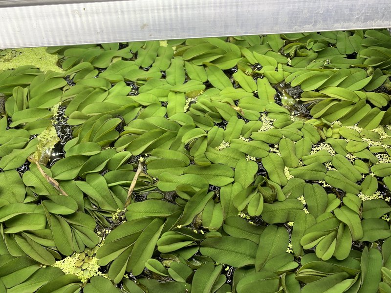 Oblong Salvinia photo 7