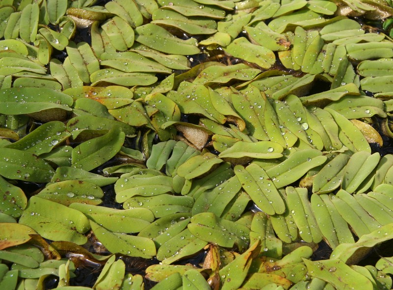 Oblong Salvinia photo 2