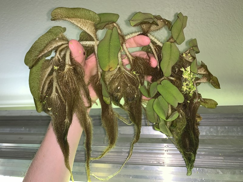 Oblong Salvinia photo 3