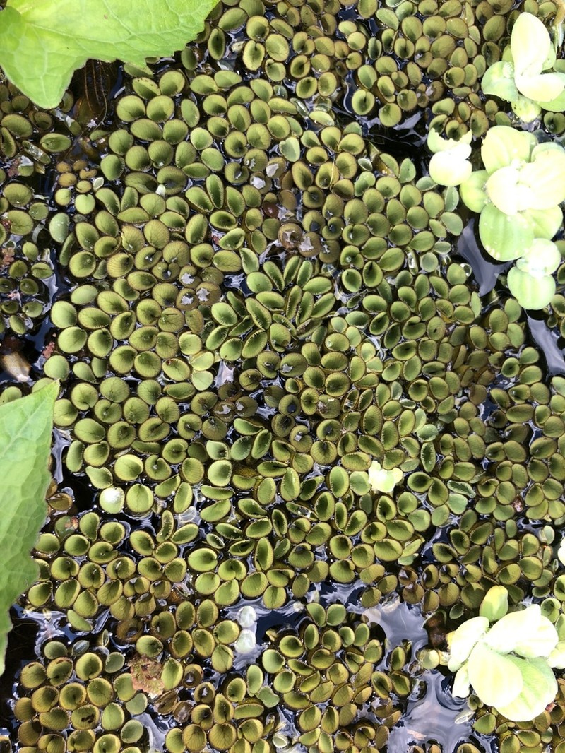 Salvinia sprucei