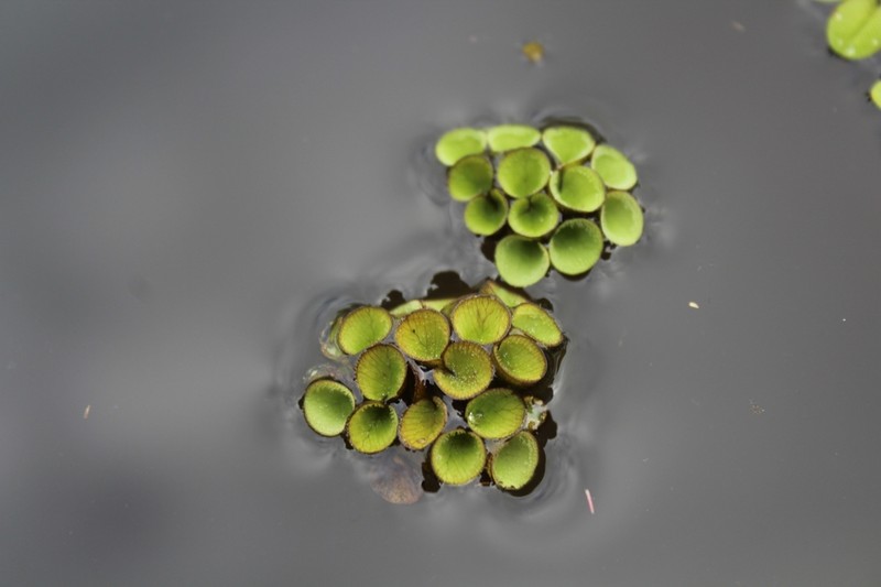 Salvinia sprucei photo 2