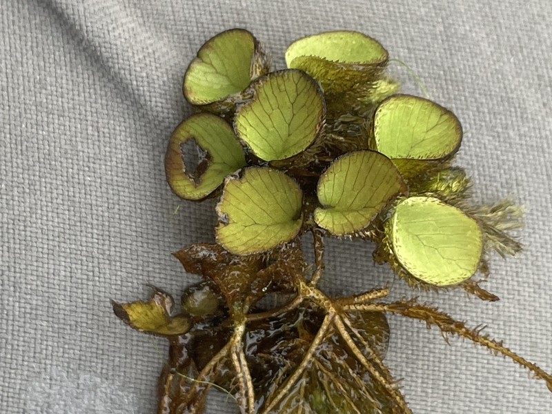 Salvinia sprucei photo 3