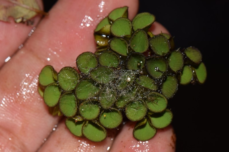 Salvinia sprucei photo 5