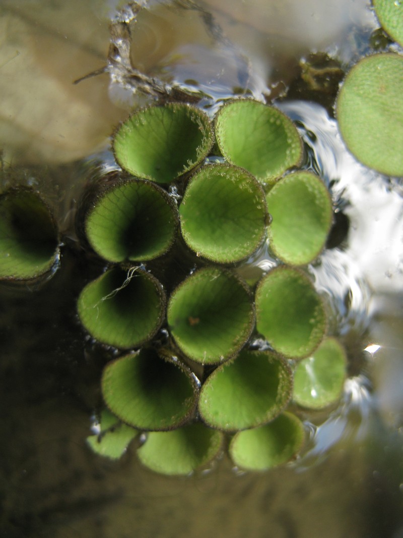 Salvinia sprucei photo 7