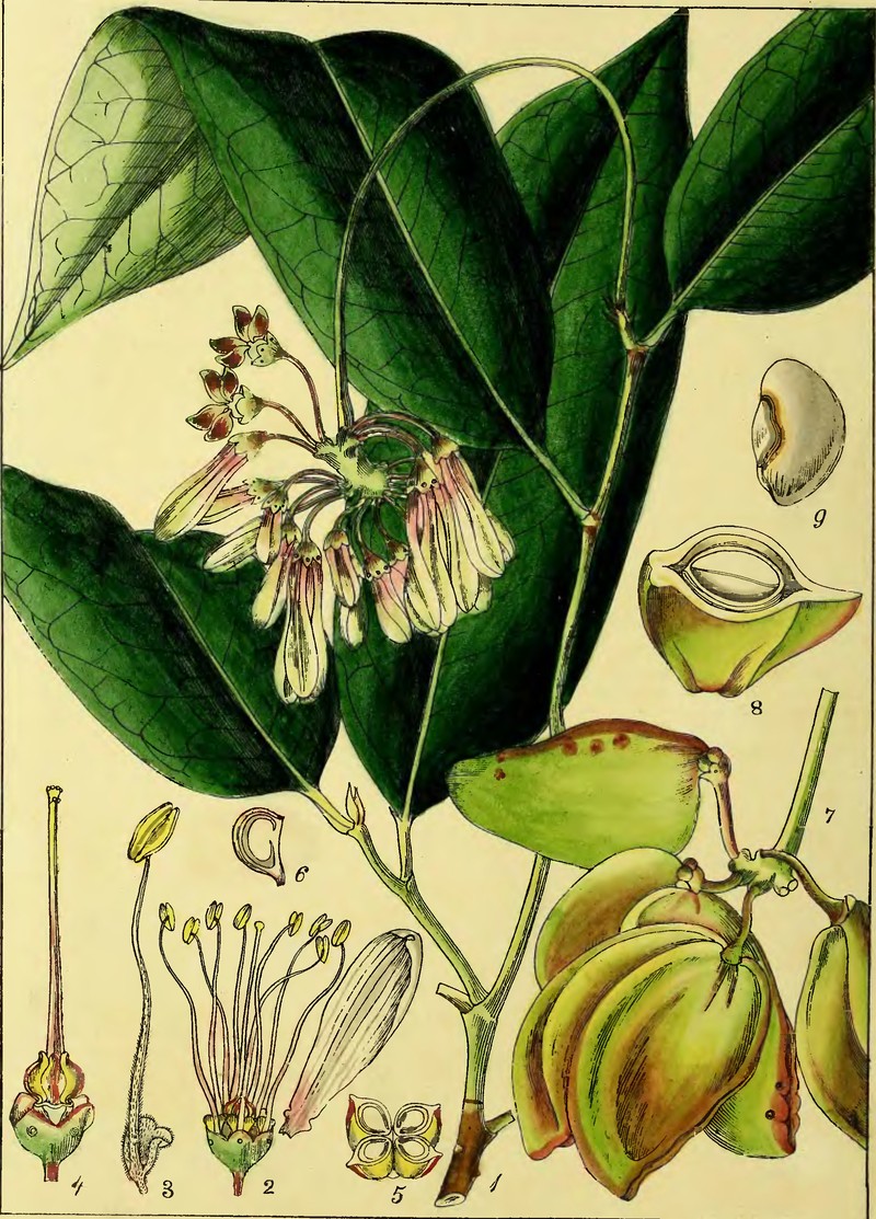 Cheskeam photo 2