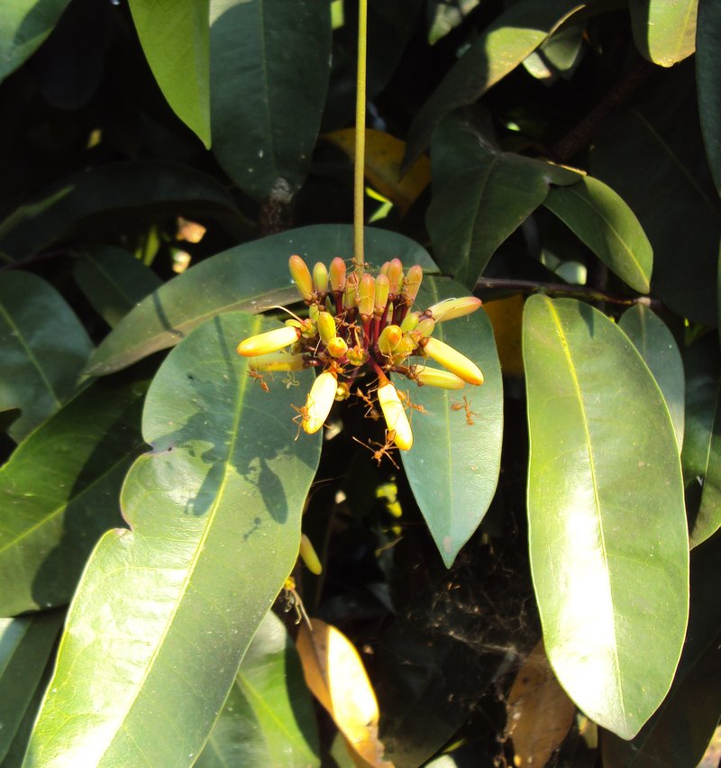Cheskeam photo 7