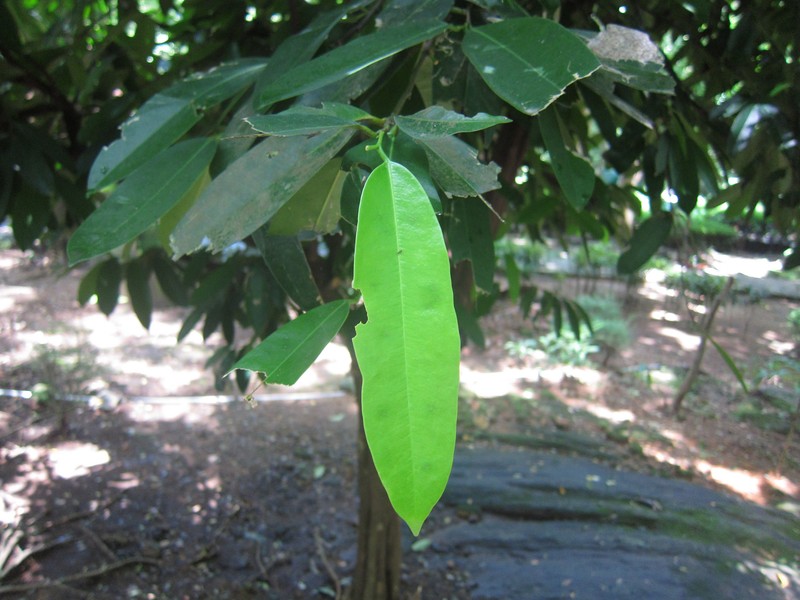 Cheskeam photo 5
