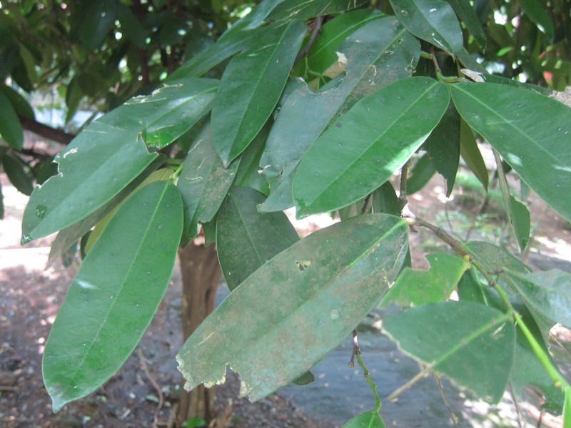 Cheskeam photo 6