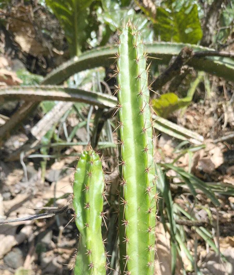 Samaipaticereus herrerae