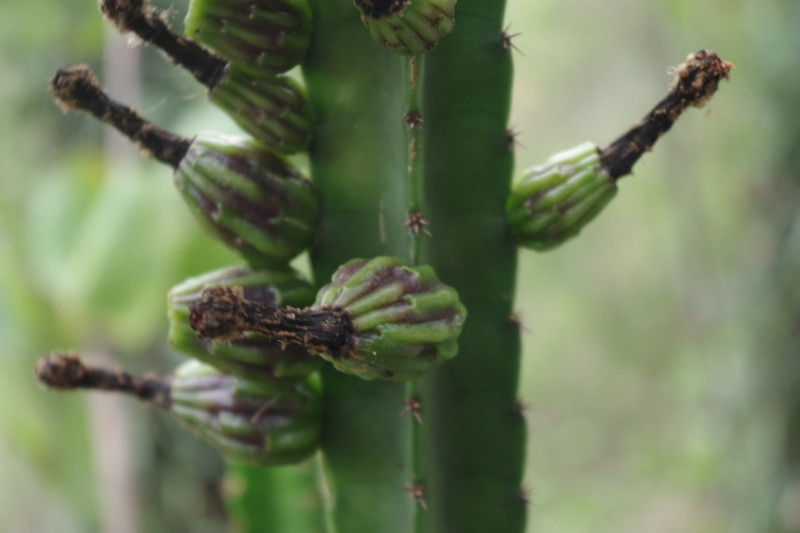 Samaipaticereus herrerae photo 3