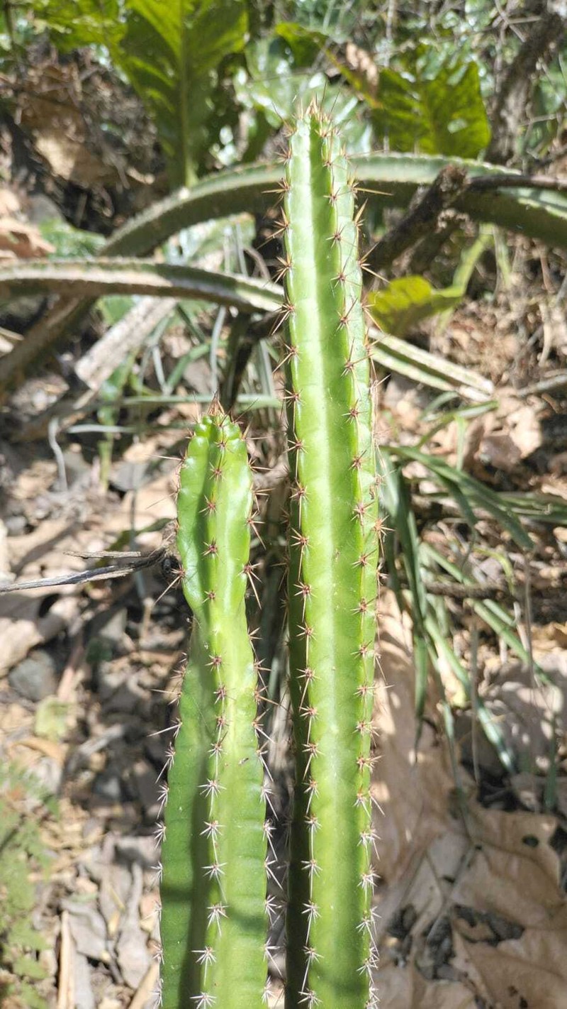 Samaipaticereus herrerae photo 5