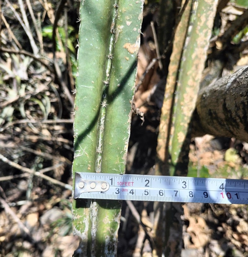 Samaipaticereus herrerae photo 6