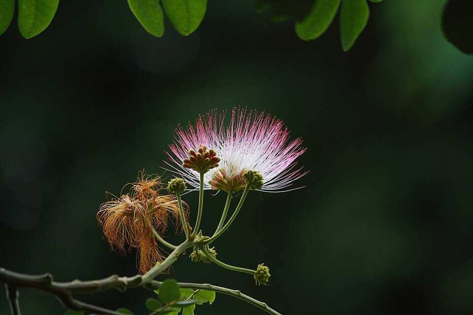 Raintree photo 3
