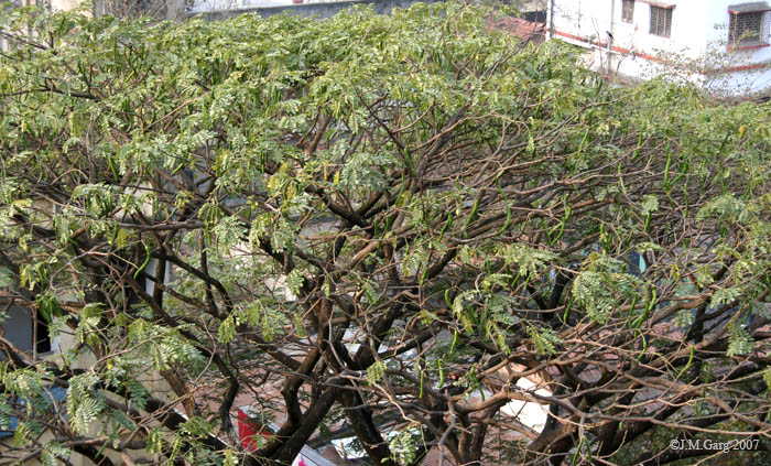 Raintree photo 4