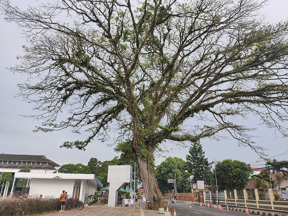 Raintree photo 5