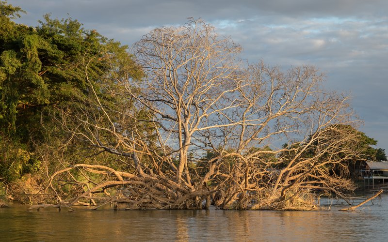 Raintree photo 6