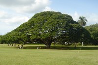 Raintree