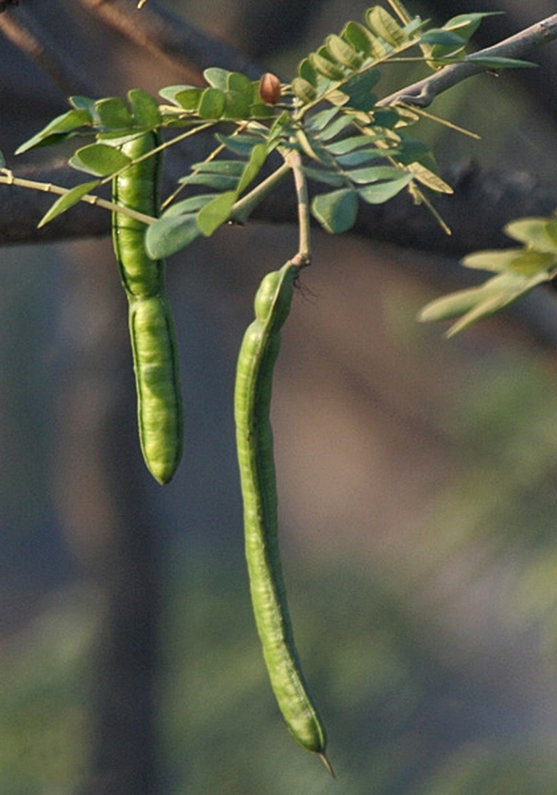 Raintree photo 8