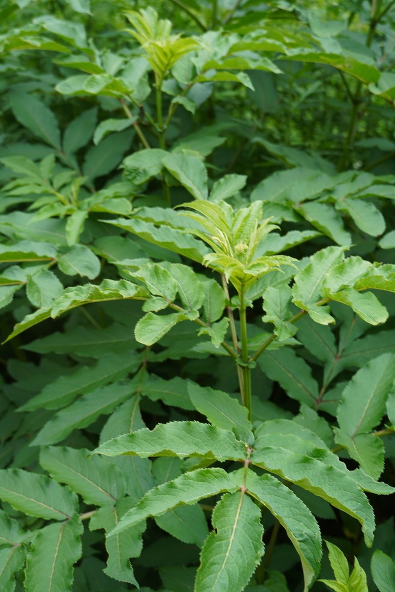 Sambucus adnata