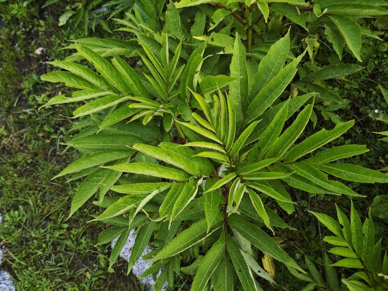 Sambucus adnata photo 2