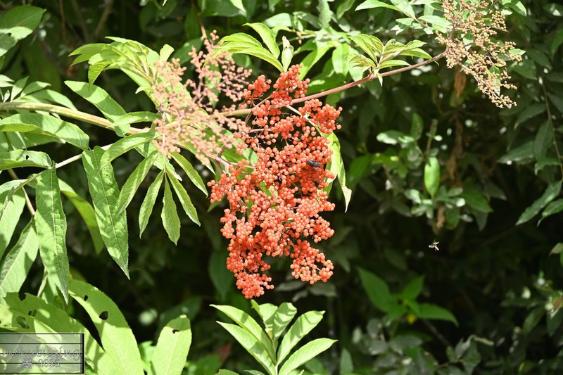 Sambucus adnata photo 3