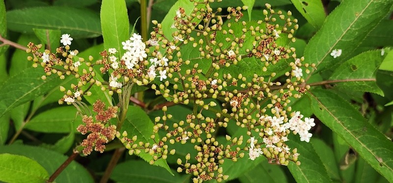 Sambucus adnata photo 4