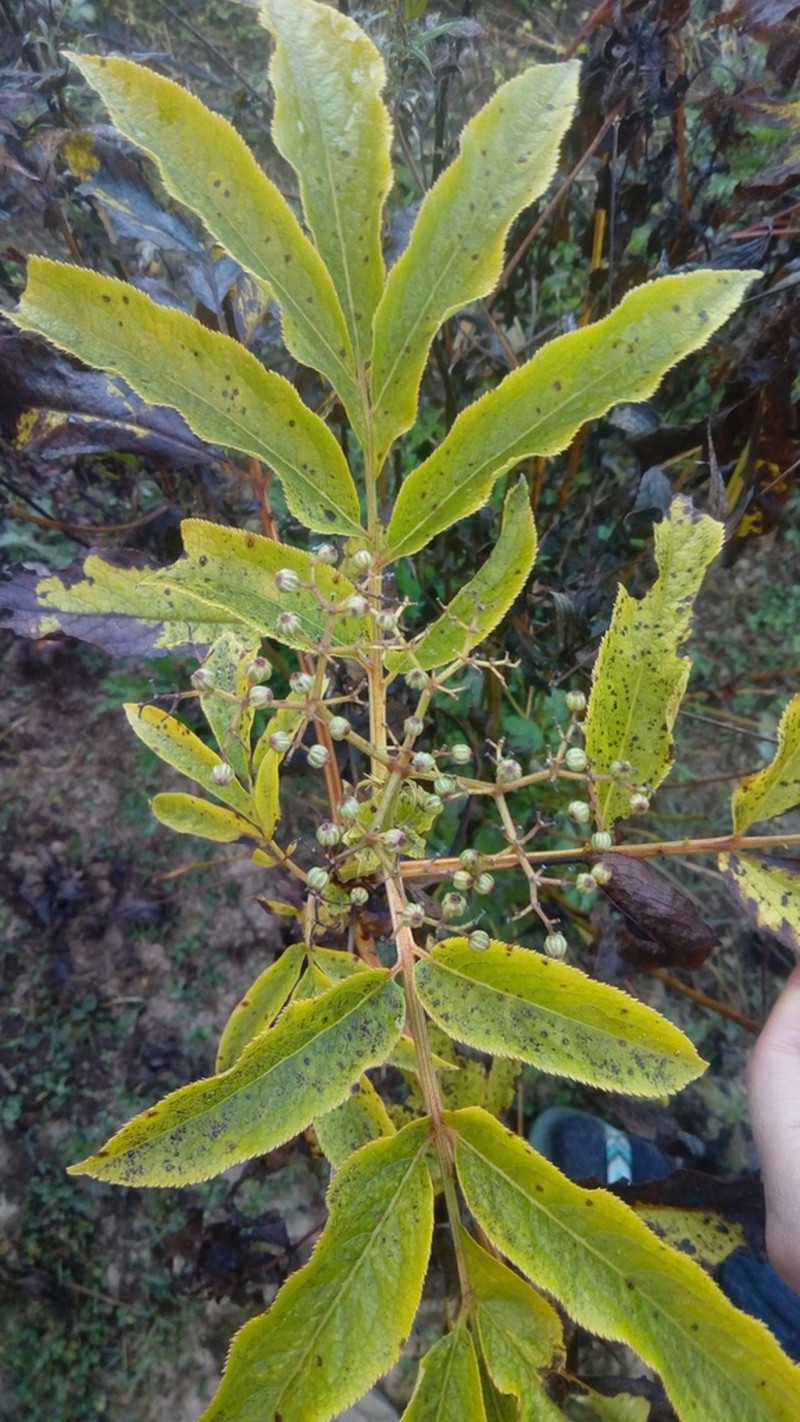 Sambucus adnata photo 5